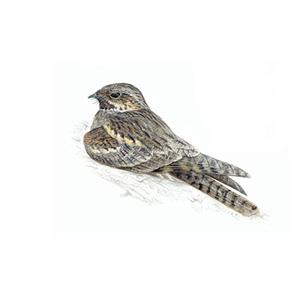 100 Pics Quiz Birds Pack Level 8 Answer 1 of 5