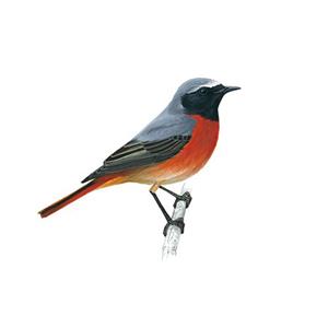 100 Pics Quiz Birds Pack Level 9 Answer 1 of 5