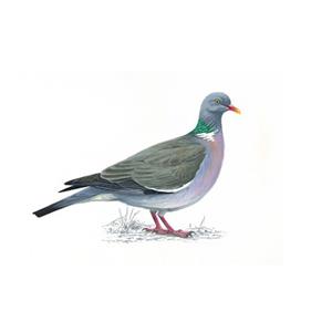 100 Pics Quiz Birds Pack Level 2 Answer 1 of 5