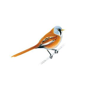 100 Pics Quiz Birds Pack Level 9 Answer 1 of 5