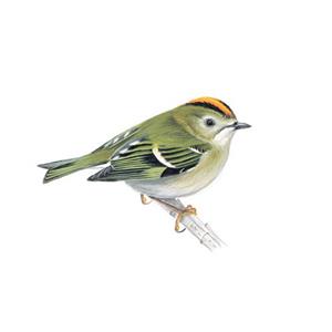 100 Pics Quiz Birds Pack Level 13 Answer 1 of 5