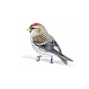 100 Pics Quiz Birds Pack Level 17 Answer 1 of 5