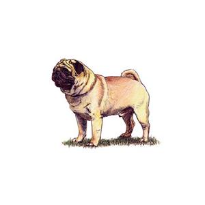 100 Pics Quiz Dog Breeds Pack Level 1 Answer 1 of 5