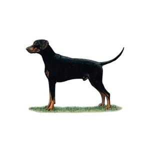 100 Pics Quiz Dog Breeds Pack Level 4 Answer 1 of 5