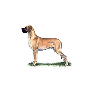 100 Pics Quiz Dog Breeds Pack Level 3 Answer 1 of 5