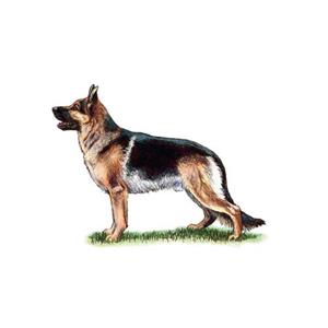 100 Pics Quiz Dog Breeds Pack Level 3 Answer 1 of 5