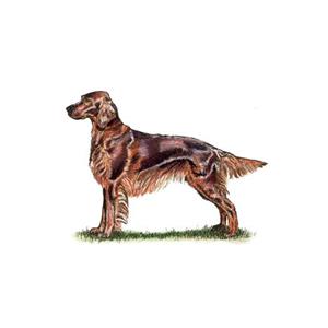 100 Pics Quiz Dog Breeds Pack Level 4 Answer 1 of 5