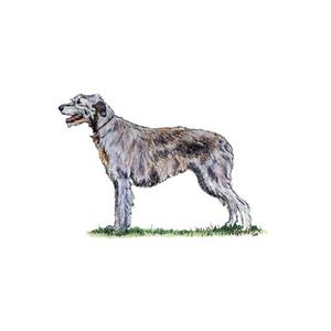 100 Pics Quiz Dog Breeds Pack Level 6 Answer 1 of 5