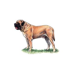 100 Pics Quiz Dog Breeds Pack Level 6 Answer 1 of 5