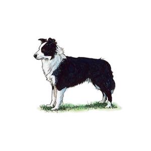 100 Pics Quiz Dog Breeds Pack Level 8 Answer 1 of 5