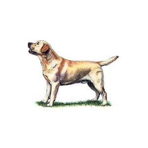 100 Pics Quiz Dog Breeds Pack Level 8 Answer 1 of 5