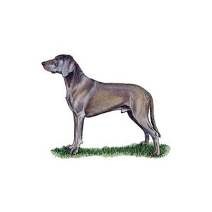 100 Pics Quiz Dog Breeds Pack Level 9 Answer 1 of 5