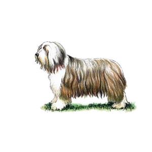 100 Pics Quiz Dog Breeds Pack Level 10 Answer 1 of 5