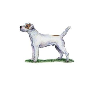 100 Pics Quiz Dog Breeds Pack Level 10 Answer 1 of 5