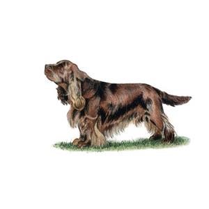100 Pics Quiz Dog Breeds Pack Level 11 Answer 1 of 5