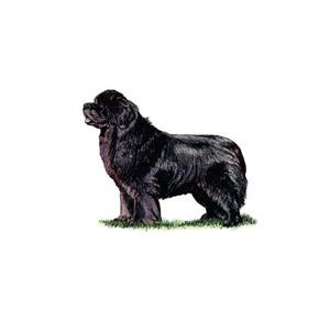 100 Pics Quiz Dog Breeds Pack Level 12 Answer 1 of 5