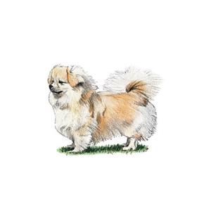 100 Pics Quiz Dog Breeds Pack Level 12 Answer 1 of 5