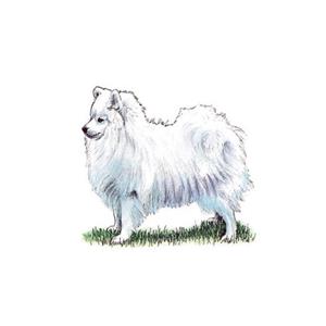 100 Pics Quiz Dog Breeds Pack Level 13 Answer 1 of 5