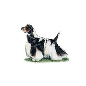 100 Pics Quiz Dog Breeds Pack Level 13 Answer 1 of 5