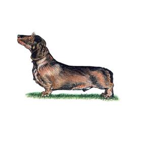 100 Pics Quiz Dog Breeds Pack Level 14 Answer 1 of 5