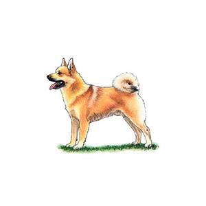 100 Pics Quiz Dog Breeds Pack Level 15 Answer 1 of 5