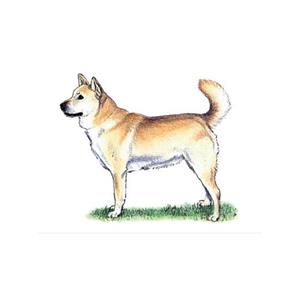 100 Pics Quiz Dog Breeds Pack Level 15 Answer 1 of 5