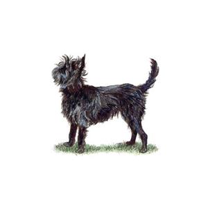 100 Pics Quiz Dog Breeds Pack Level 17 Answer 1 of 5