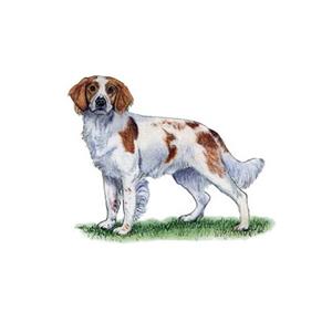 100 Pics Quiz Dog Breeds Pack Level 17 Answer 1 of 5