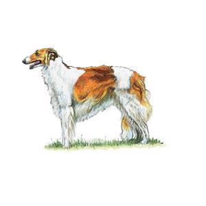 100 Pics Quiz Dog Breeds Pack Level 18 Answer 1 of 5