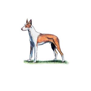 100 Pics Quiz Dog Breeds Pack Level 18 Answer 1 of 5