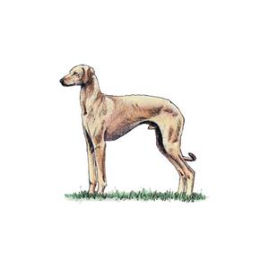 100 Pics Quiz Dog Breeds Pack Level 20 Answer 1 of 5