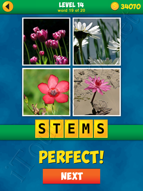 4 Pics 1 Word Puzzle - More Words - Level 14 Word 19 Solution