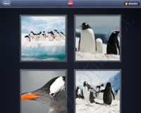 4 Pics 1 Word Answers: Level 2022