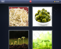 4 Pics 1 Word Answers: Level 2129
