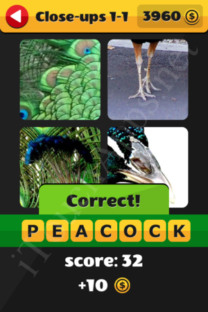 What's That Word Close-ups Level 1-1 Solution
